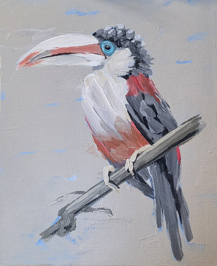 Curl-Crusted Aracari