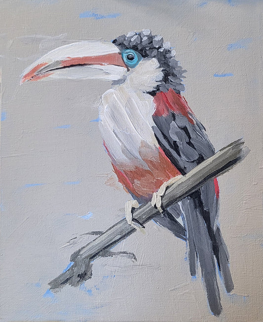 Curl-Crusted Aracari